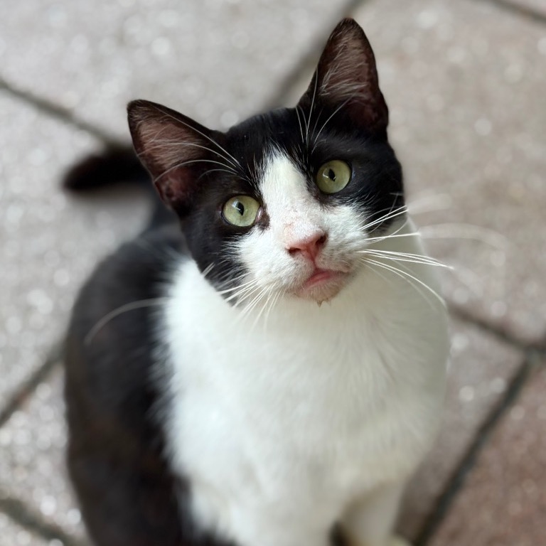 Another portrait of Bojangles