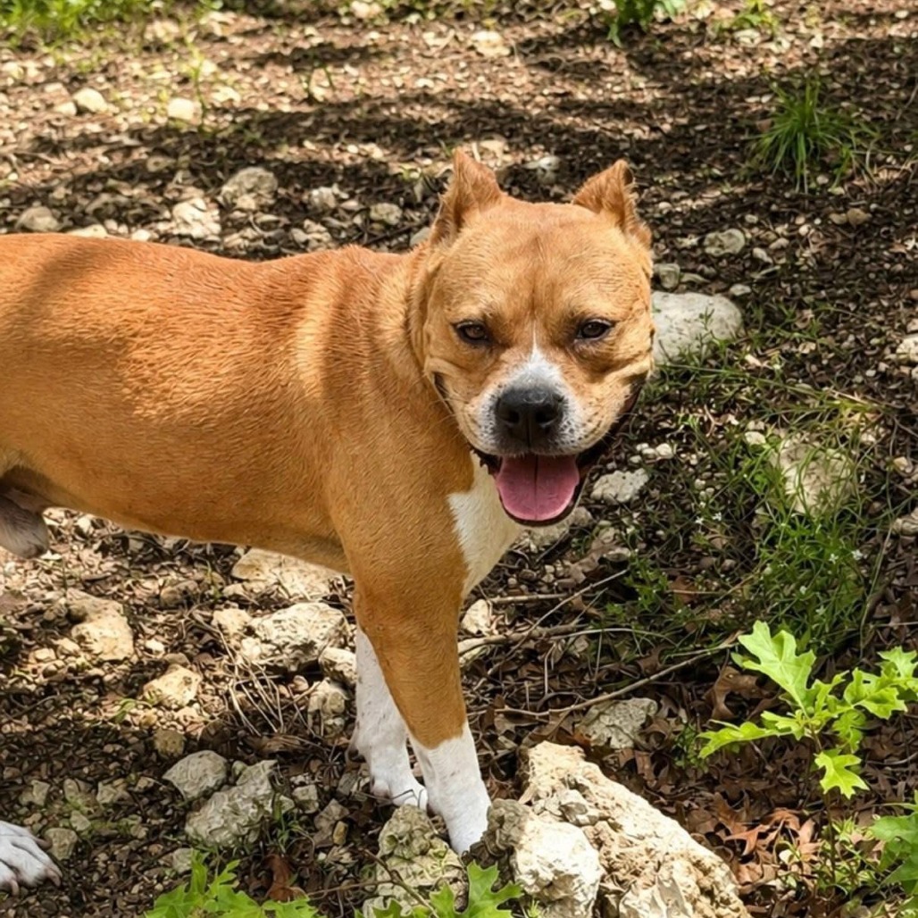 Photo of Dorito