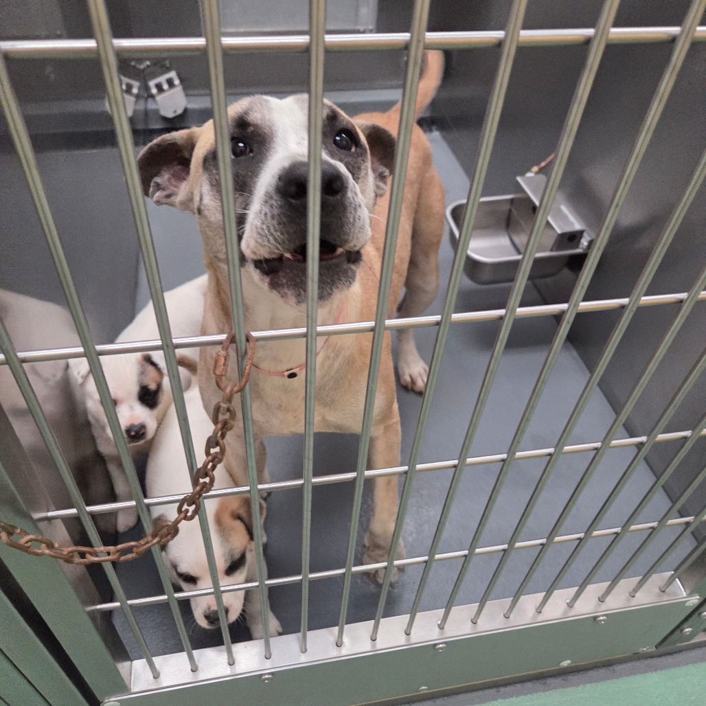 Daffodil — thumbnail 4