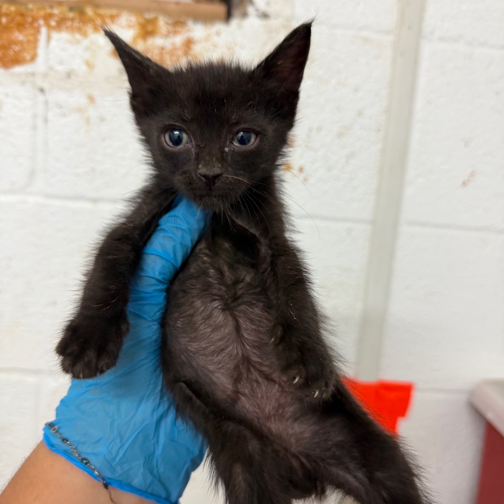 SARDINE - Domestic Shorthair available for adoption