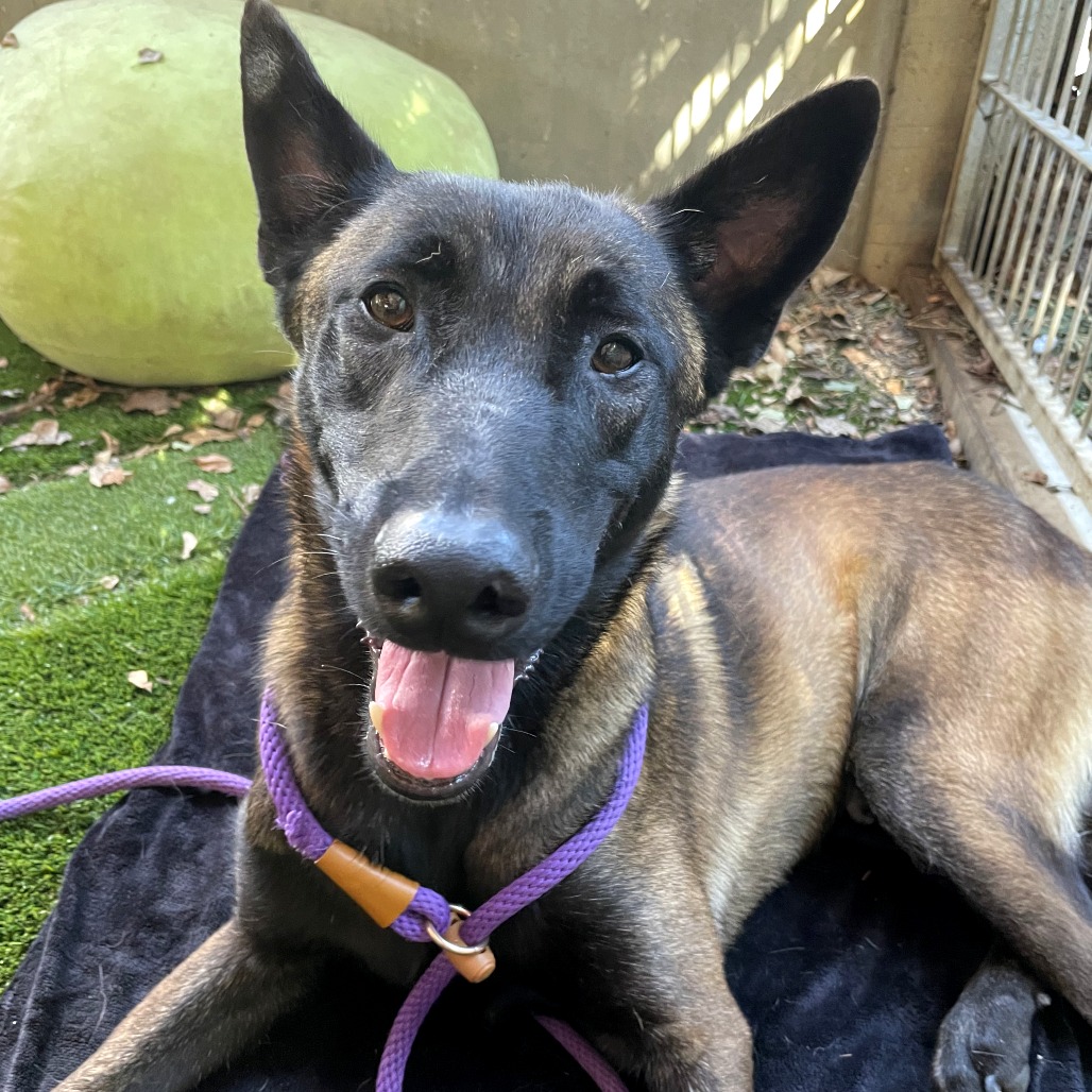 Belgian Malinois