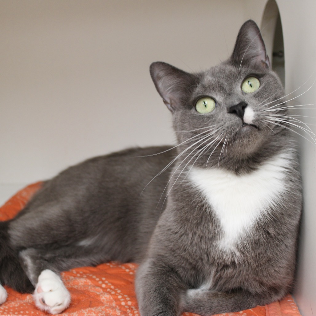 Zorro — thumbnail 2