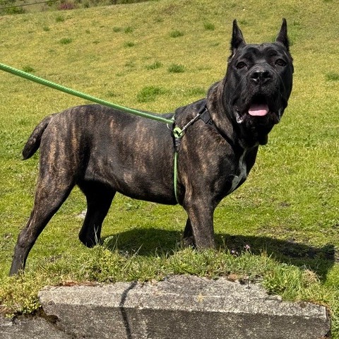 Mastiff