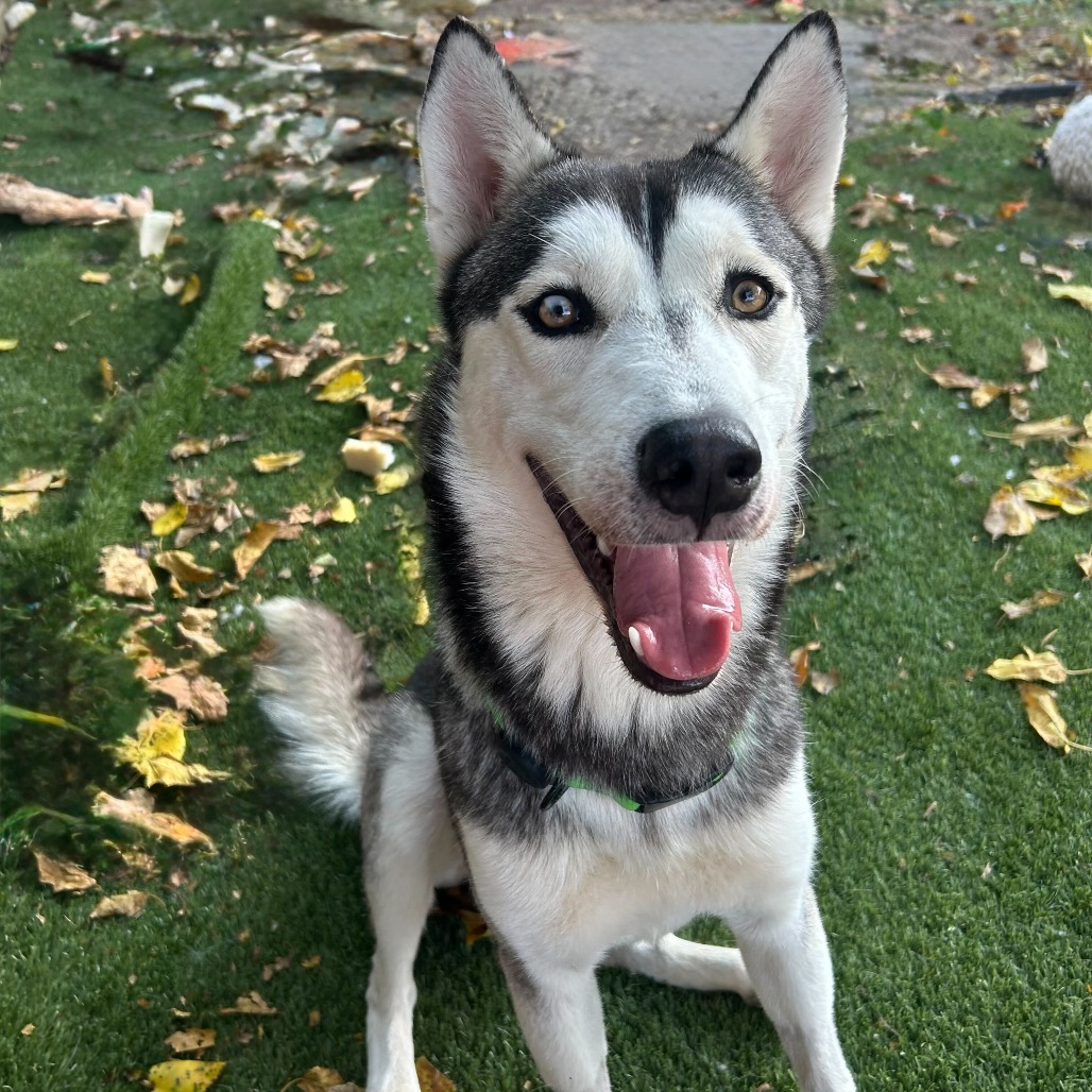 Kai