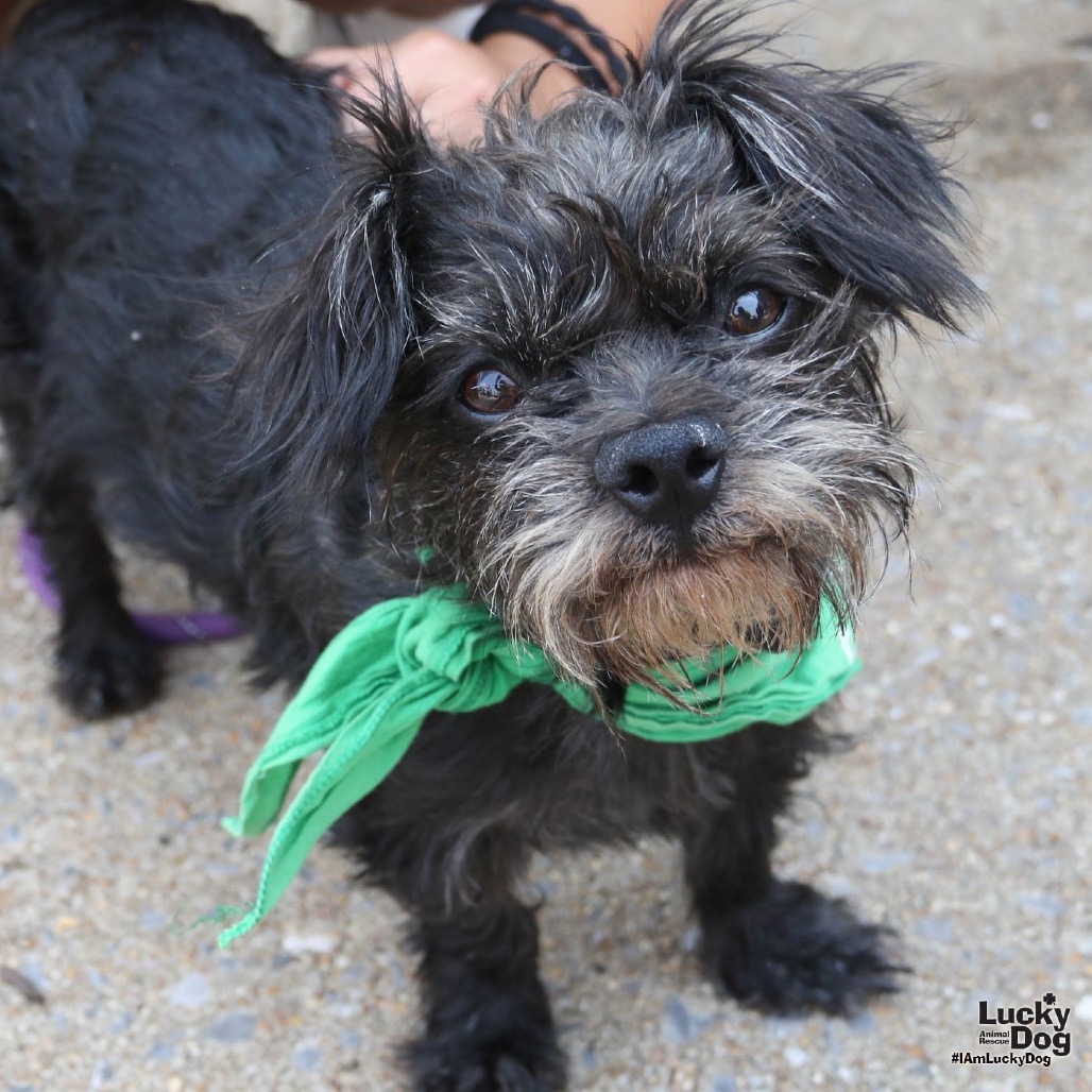 ISSAC - Terrier, Wirehaired / Schnauzer available for adoption