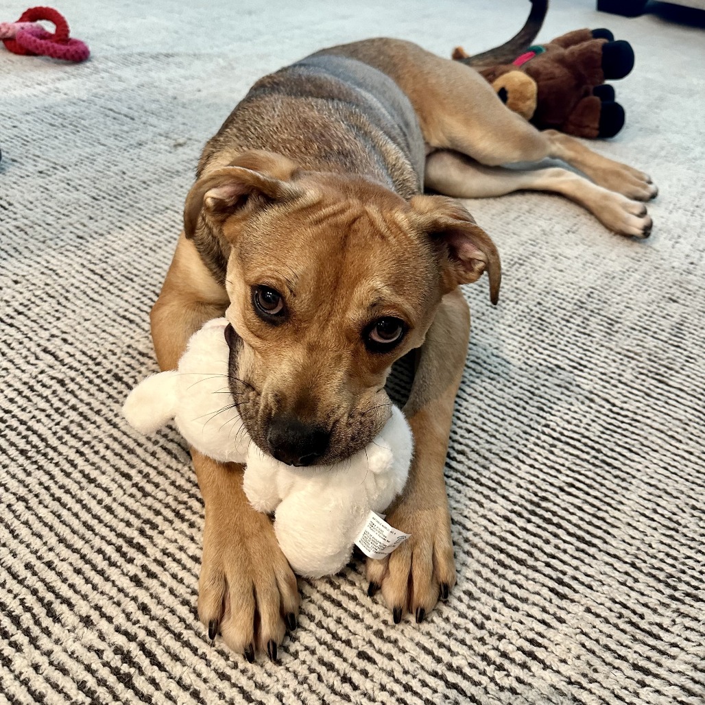 Penny photo 3