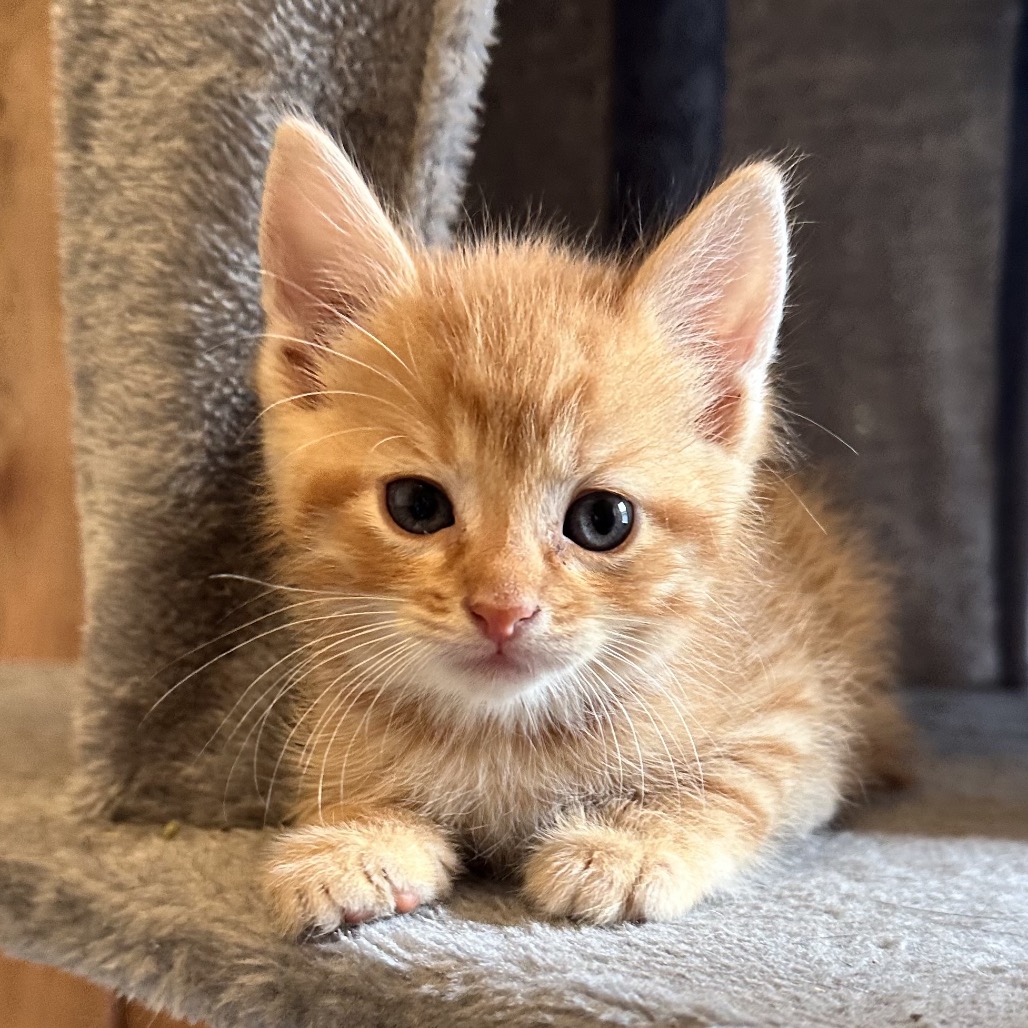 TEXAS TOAST 1 - Domestic Shorthair available for adoption