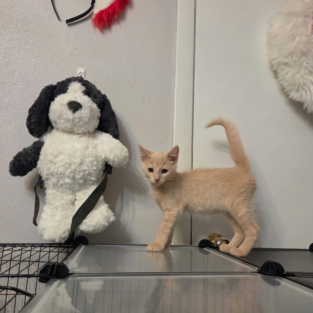 SPIDER-AT PETSMART MADISON EAST - Domestic Shorthair available for adoption