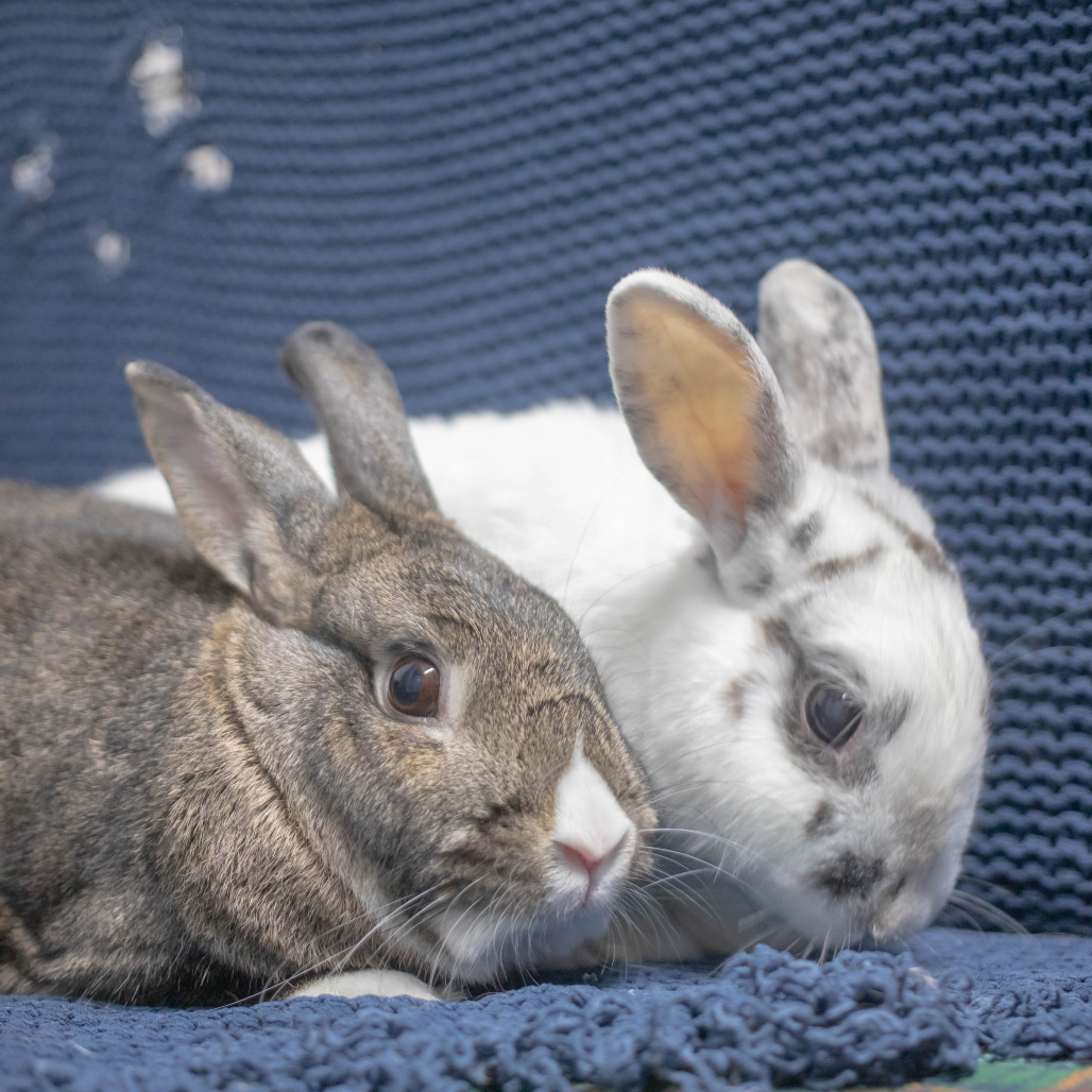 Bowie (bonded to Pippa), photo 10