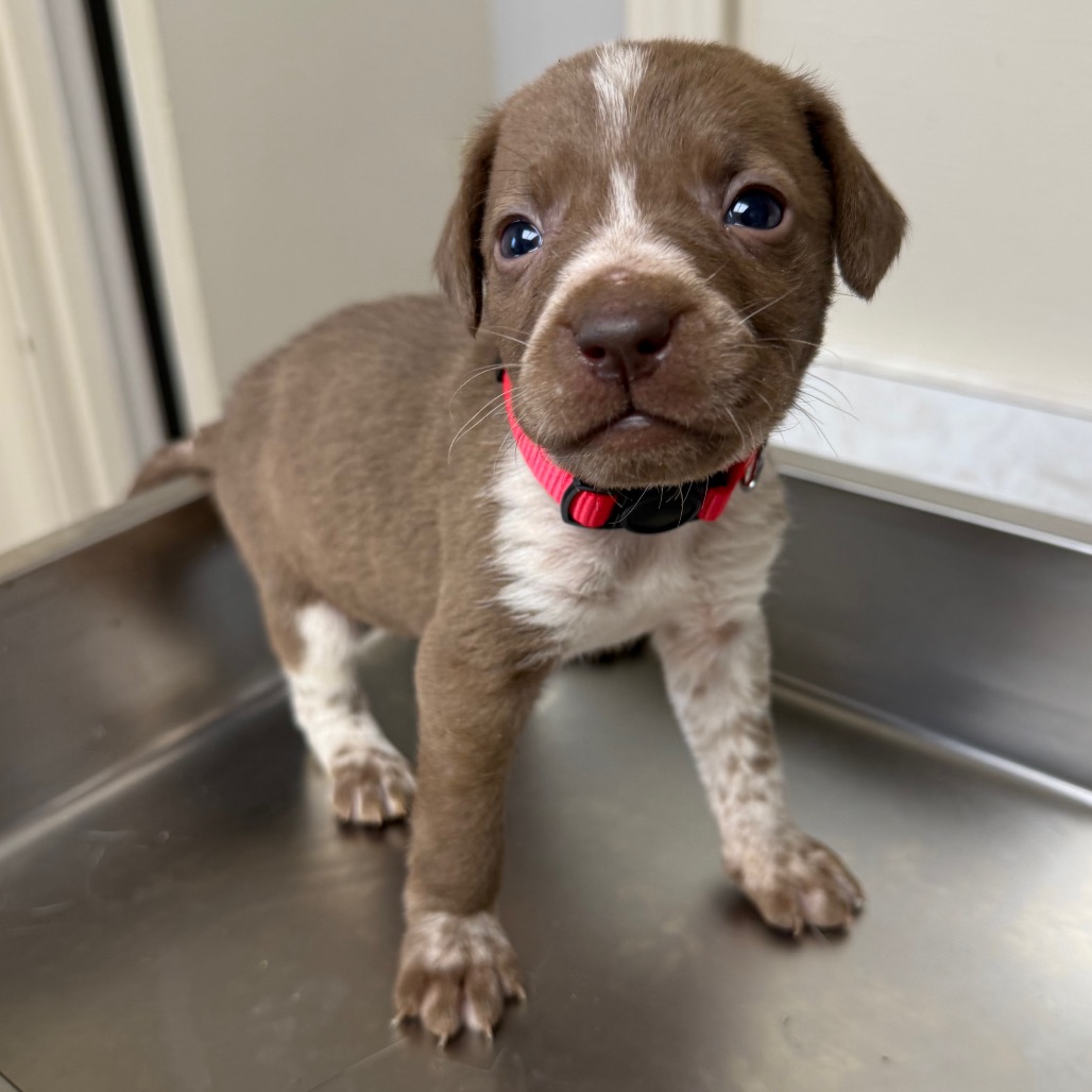 Tusc Stray 83491 2 3 4 5 6