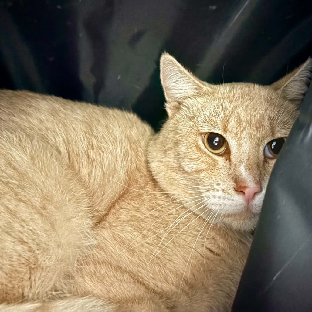 MORRIS - Domestic Shorthair available for adoption