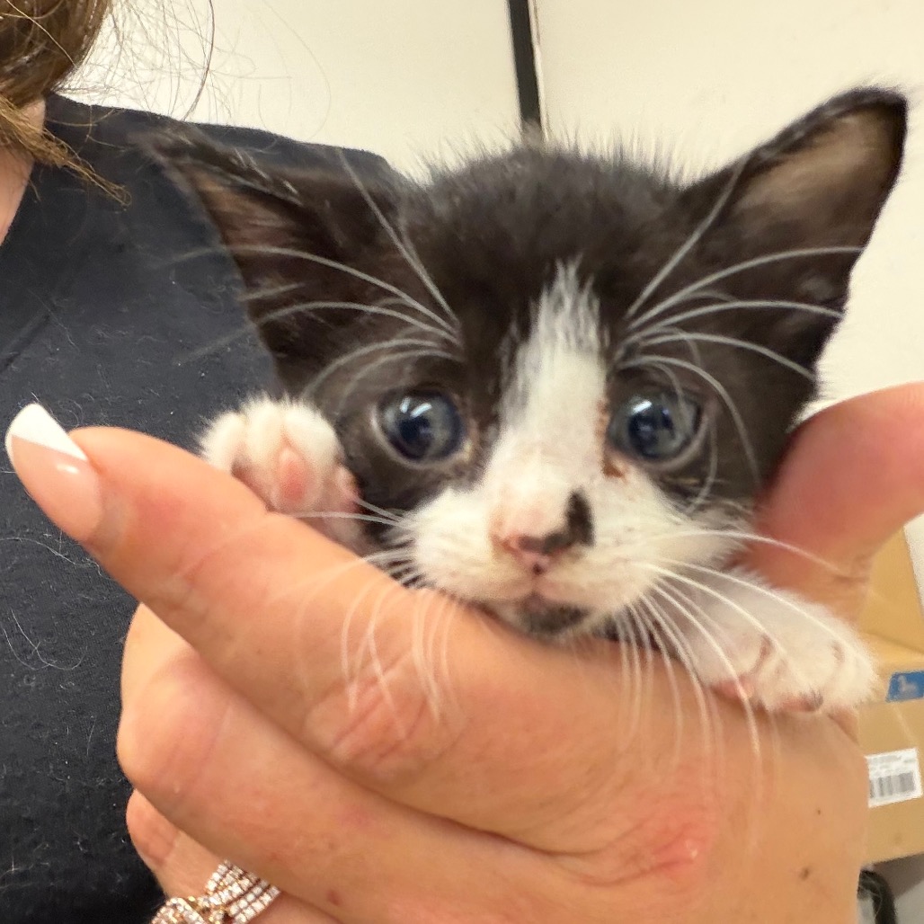 Ziggy, an adoptable cat at SPCA-BC