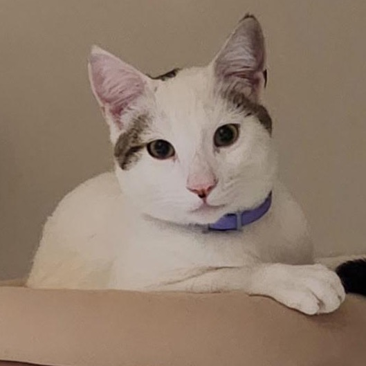 Spirit — thumbnail 2