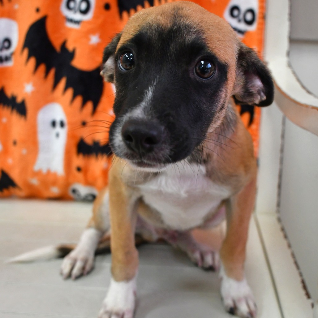 BANE - Shepherd available for adoption