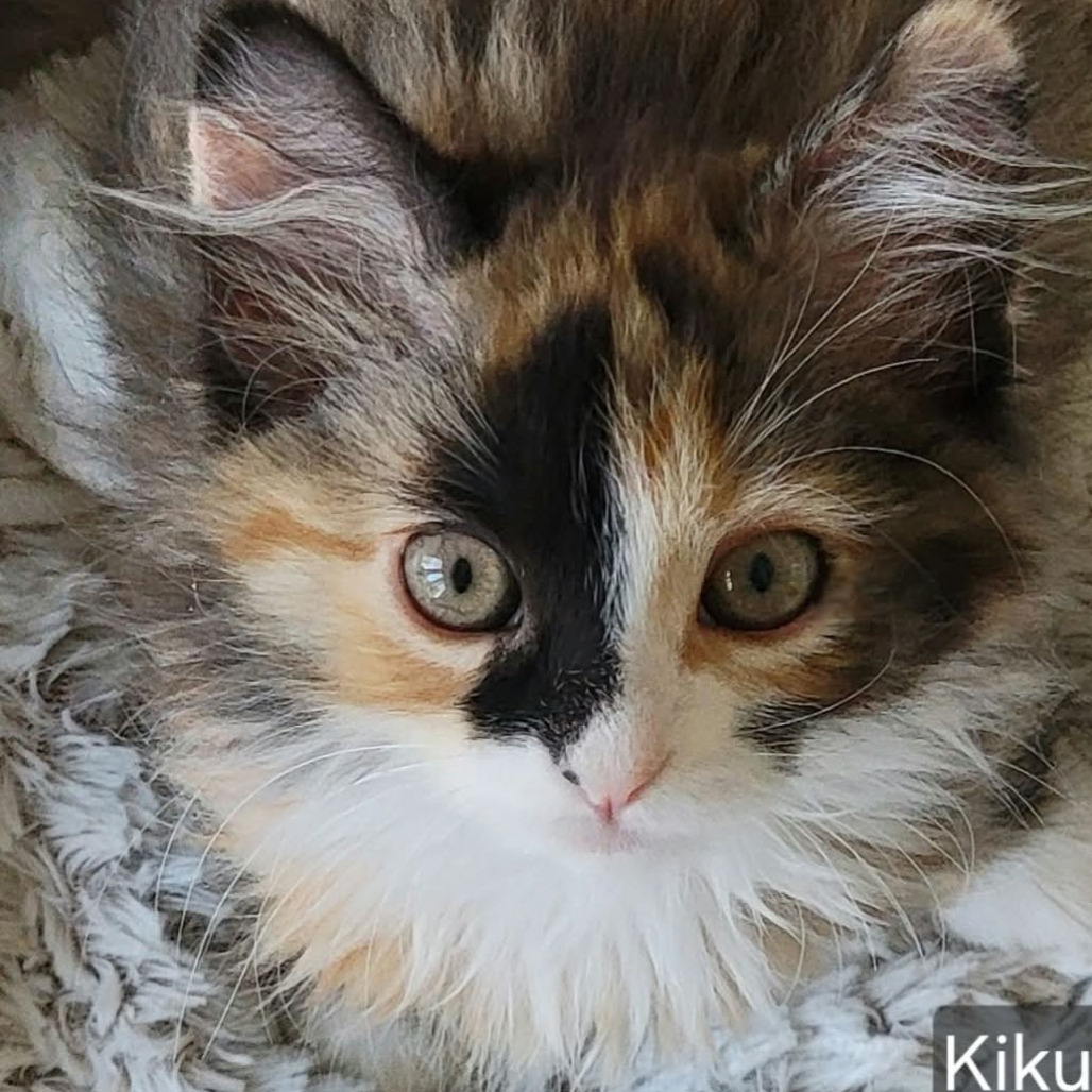 Kikuchiyo