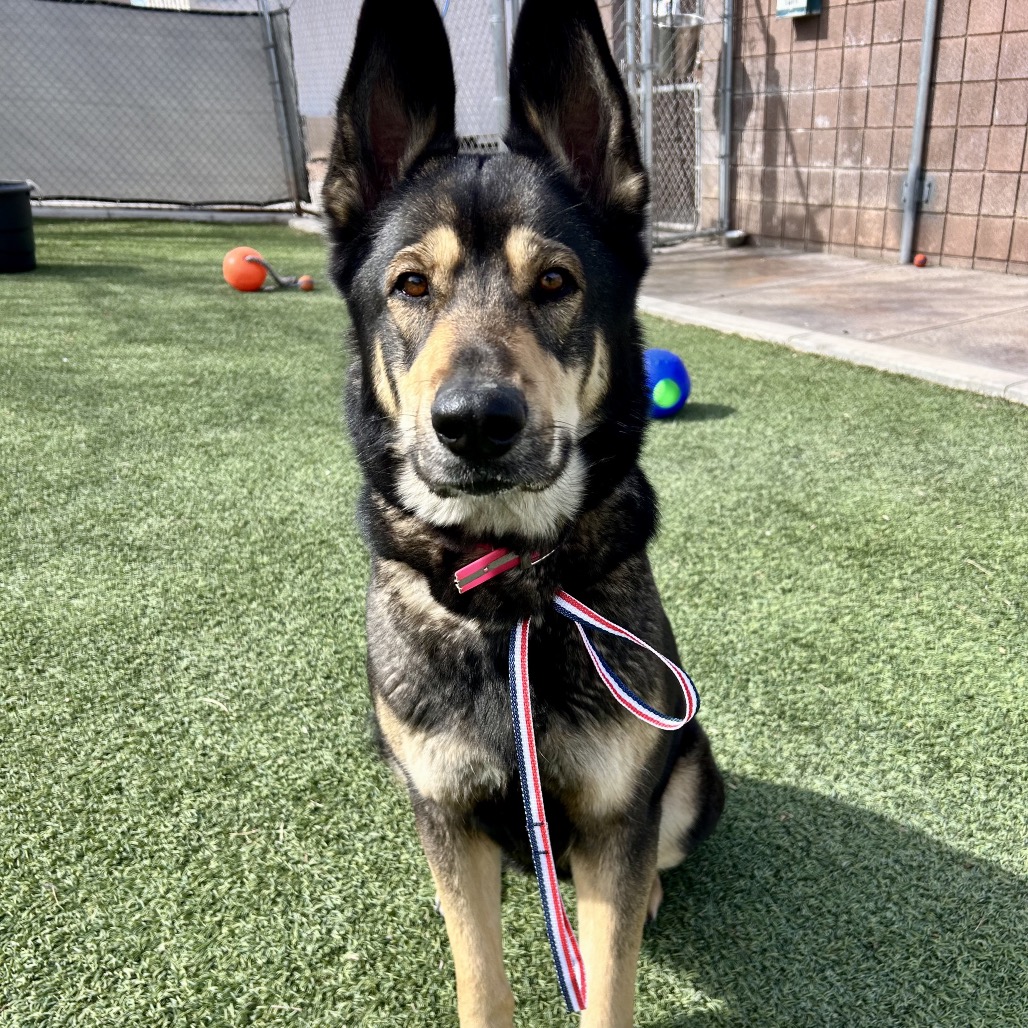 Timber — thumbnail 5