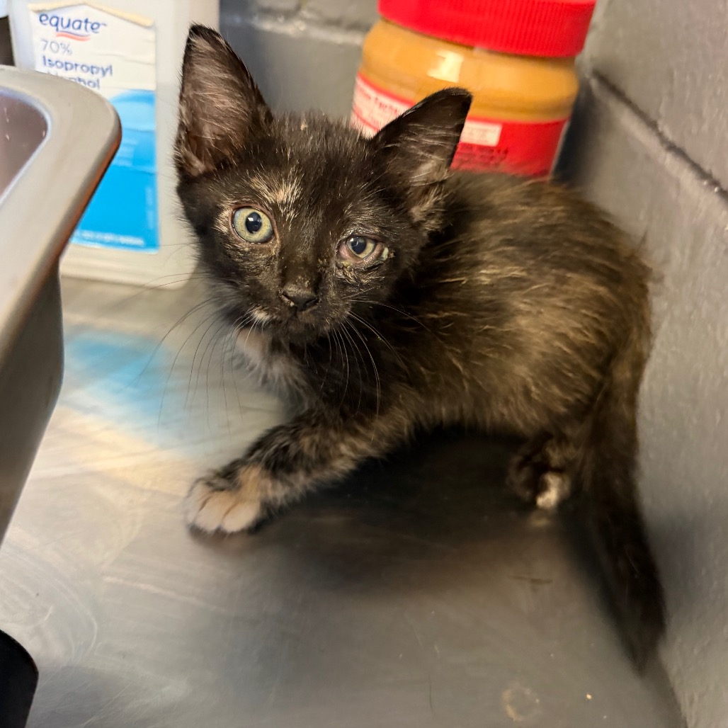 Tusc Stray 84428 2