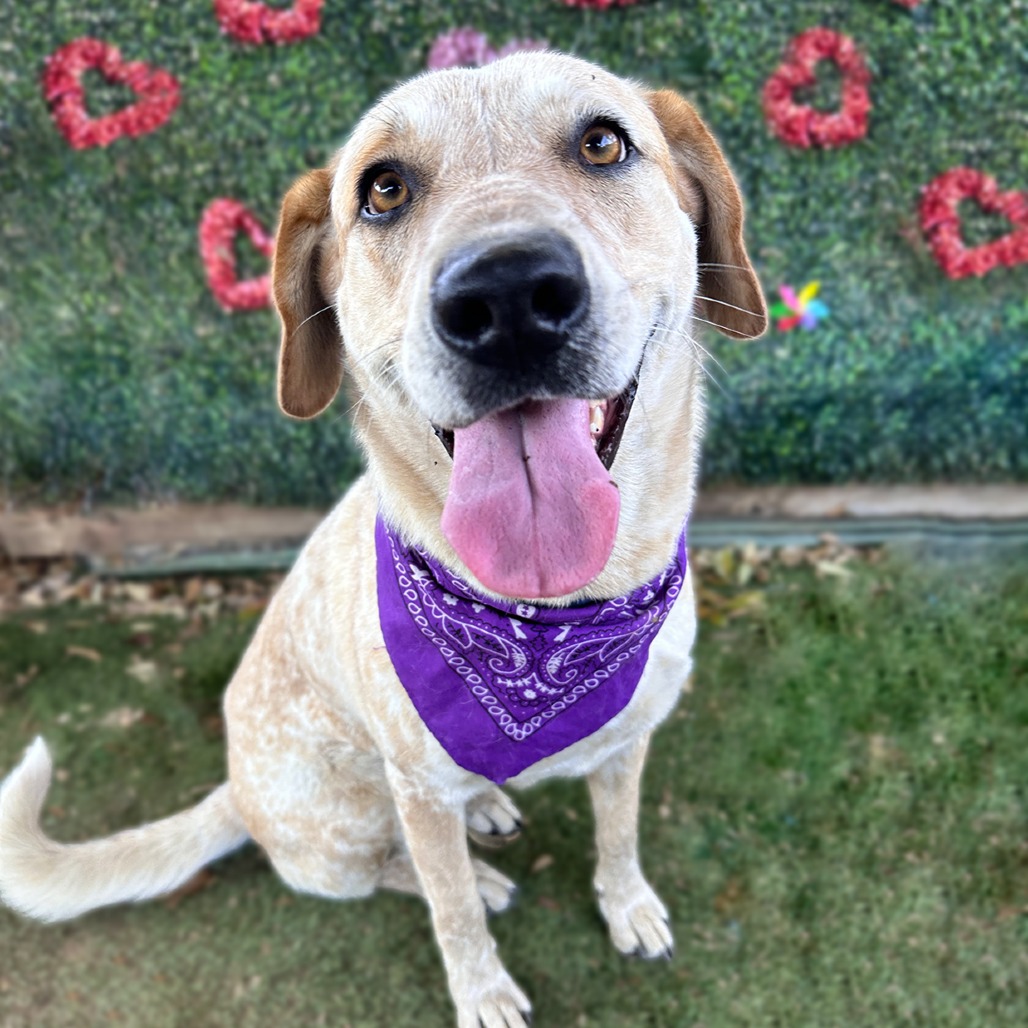 Amelia Earhart — thumbnail 11