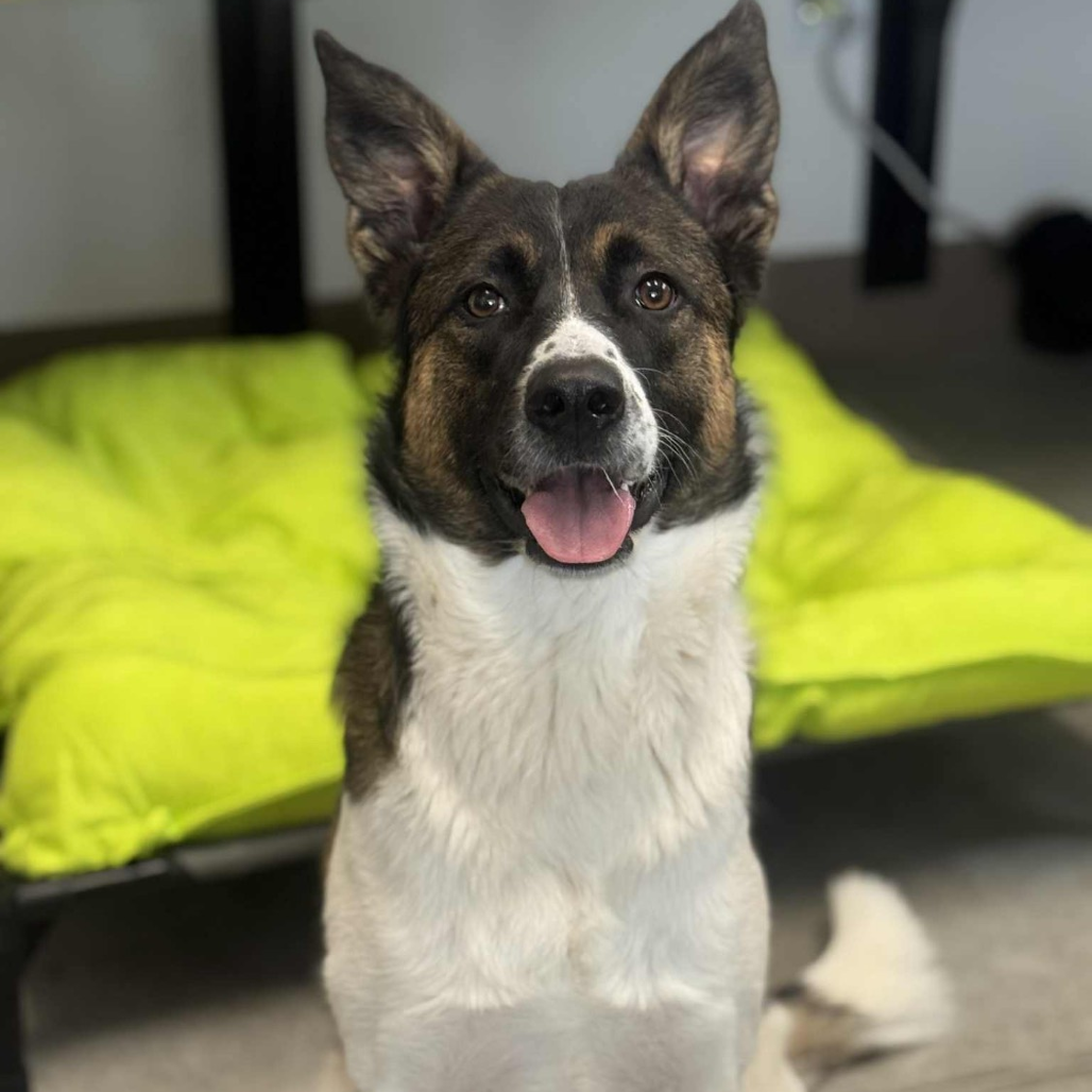 Baby, adoptable at Endless Pawsibilities