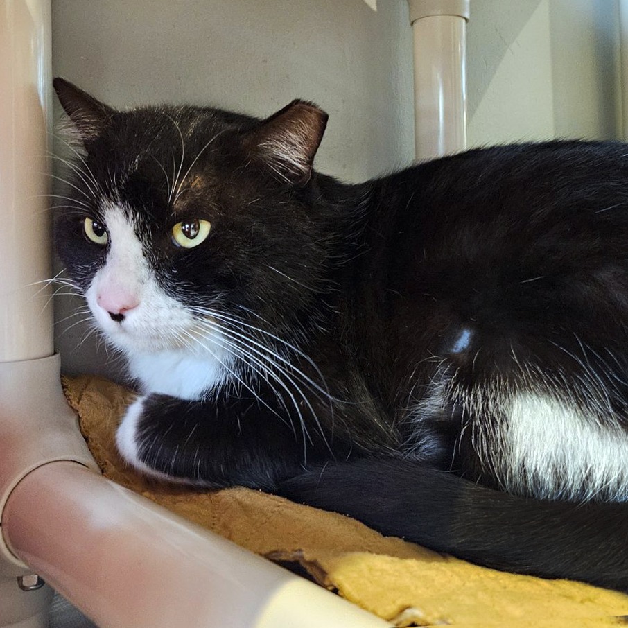 HeyBud — thumbnail 2