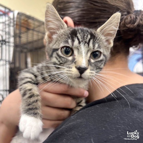 LIVIA - Domestic Shorthair available for adoption
