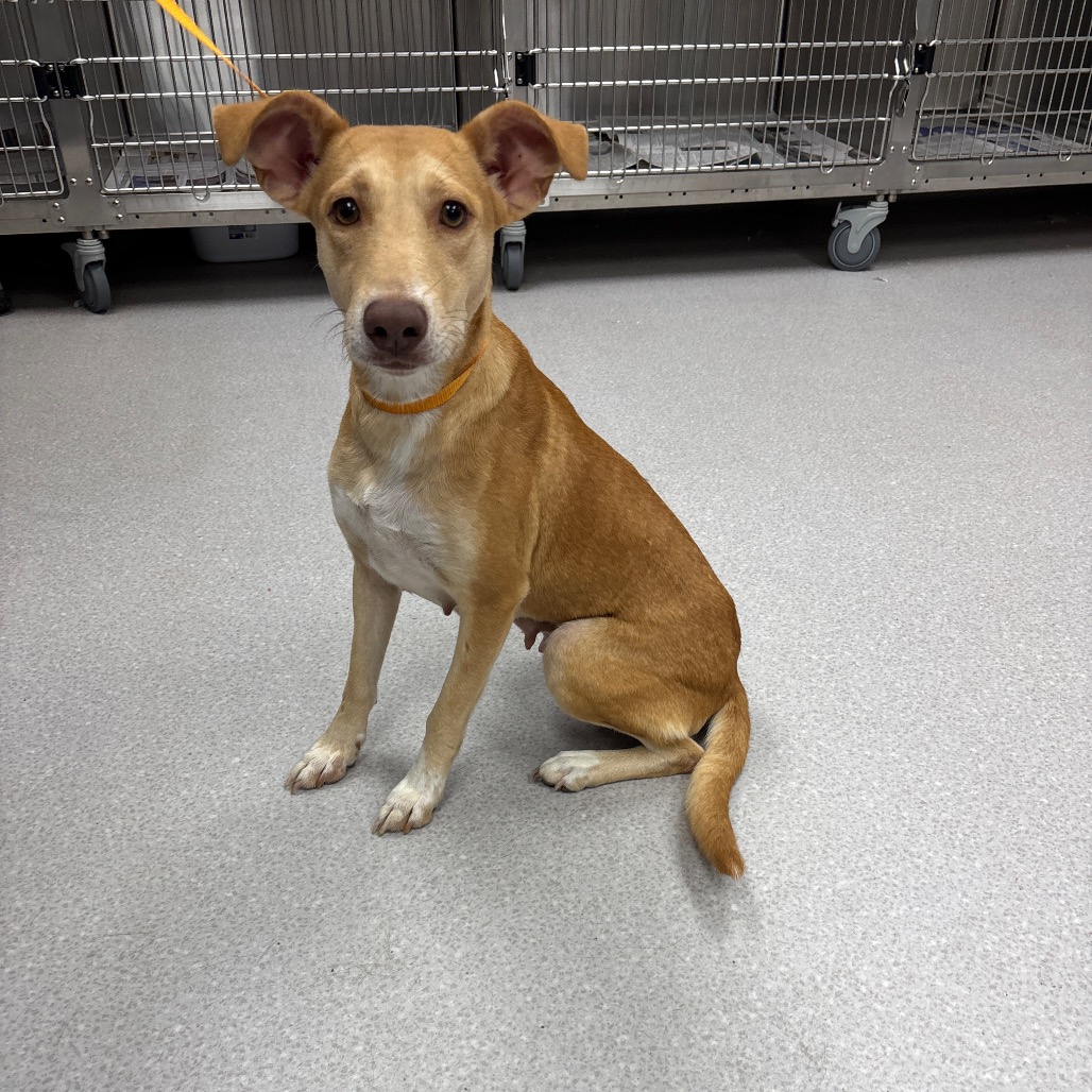 MIA - Shepherd / Hound available for adoption