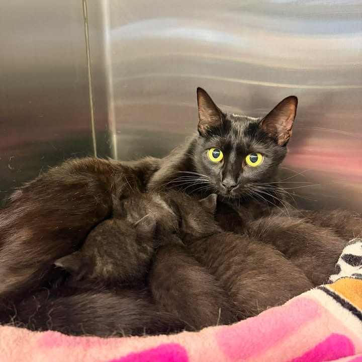 ONYX - Domestic Shorthair available for adoption