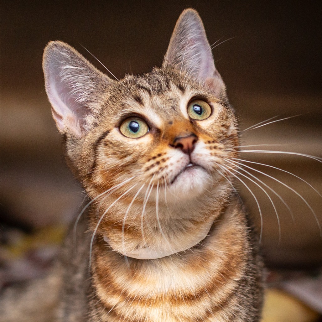 LAINEY - Domestic Shorthair / Mix for adoption in Hattiesburg