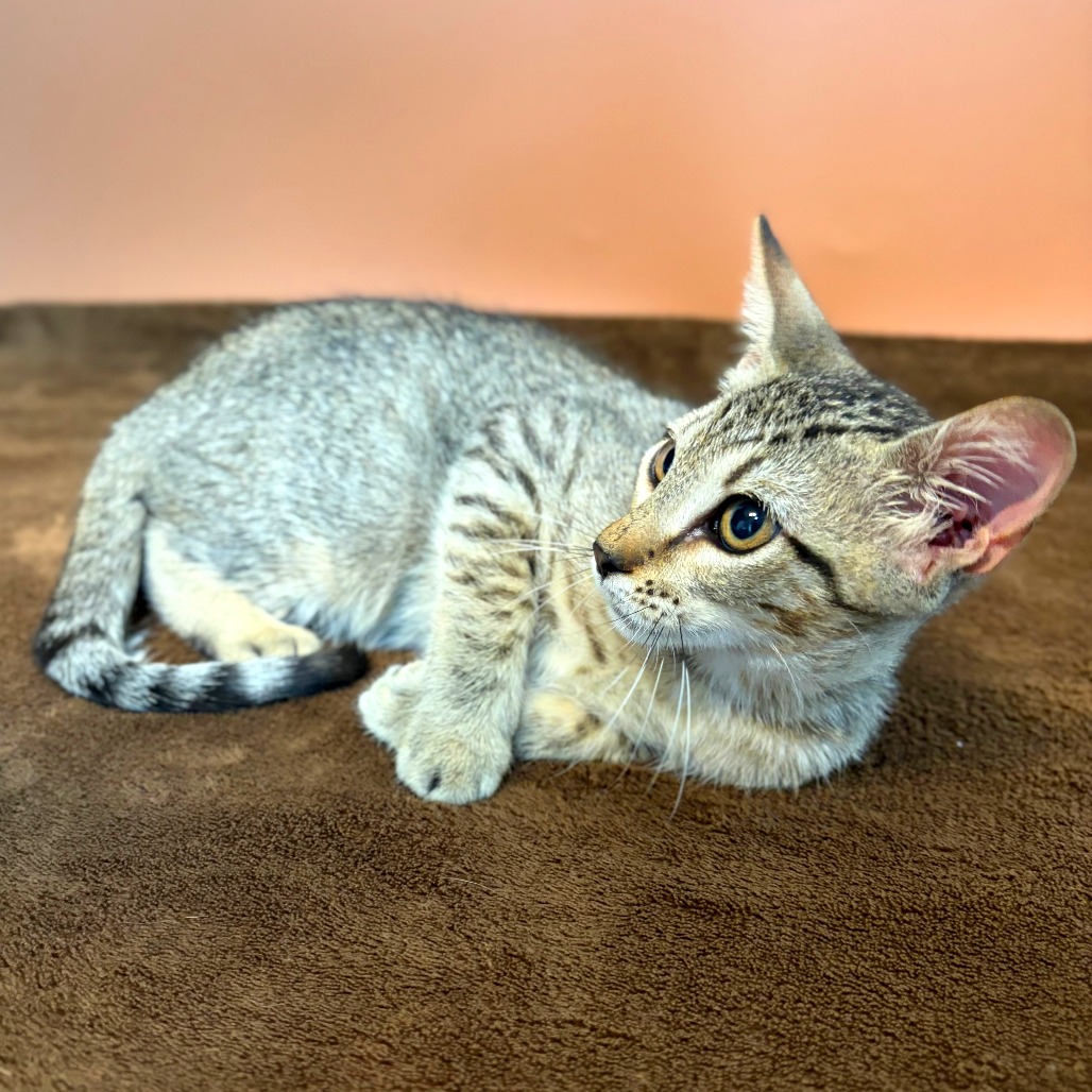 BOOBAFINA - Domestic Shorthair available for adoption