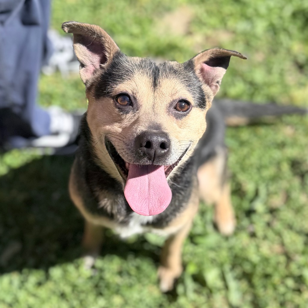 Kennel#16 Ozzy's preview photo