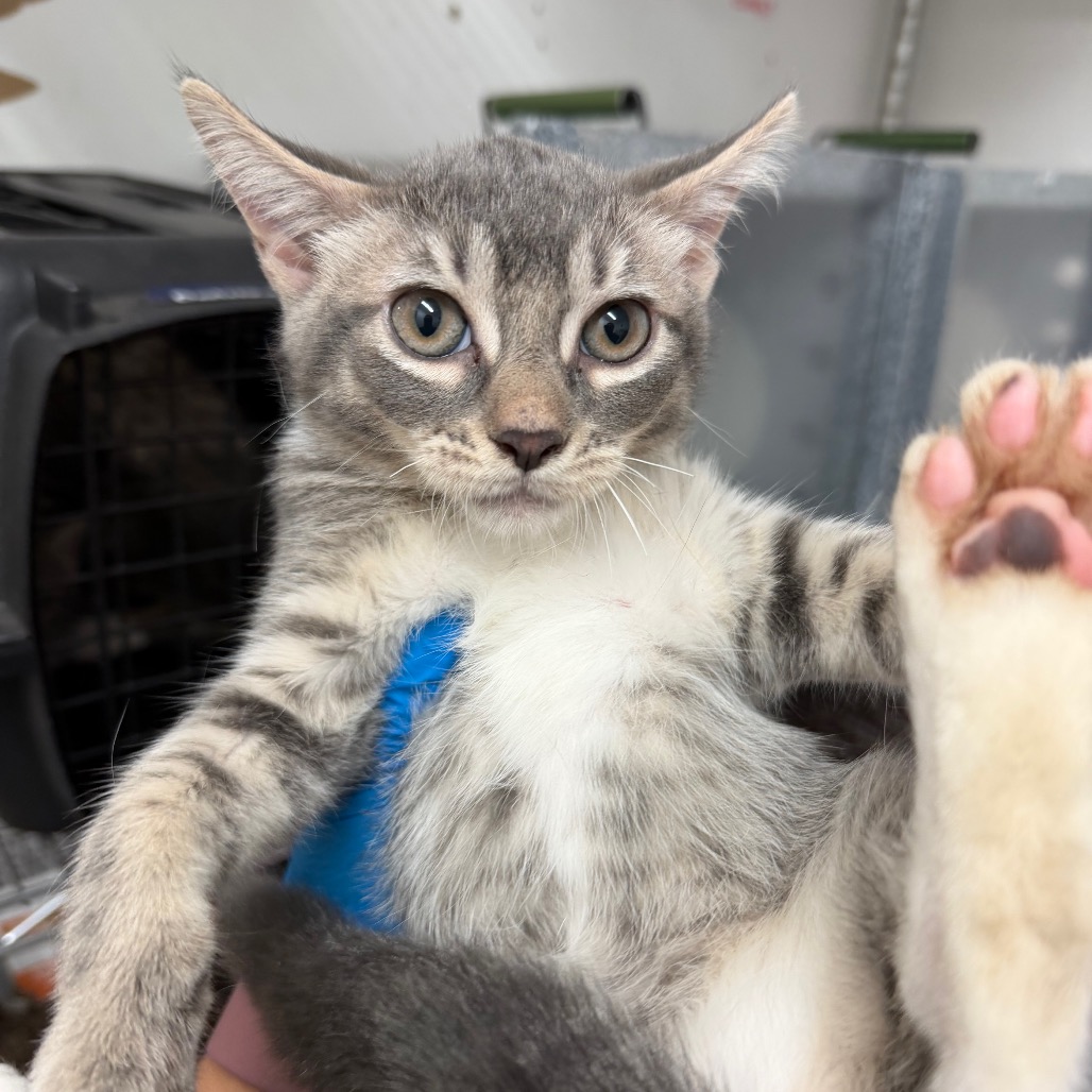 GRITS - Domestic Shorthair available for adoption