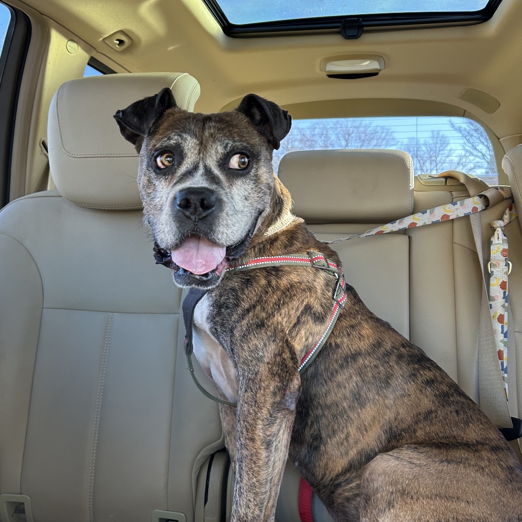 Tyson — thumbnail 4