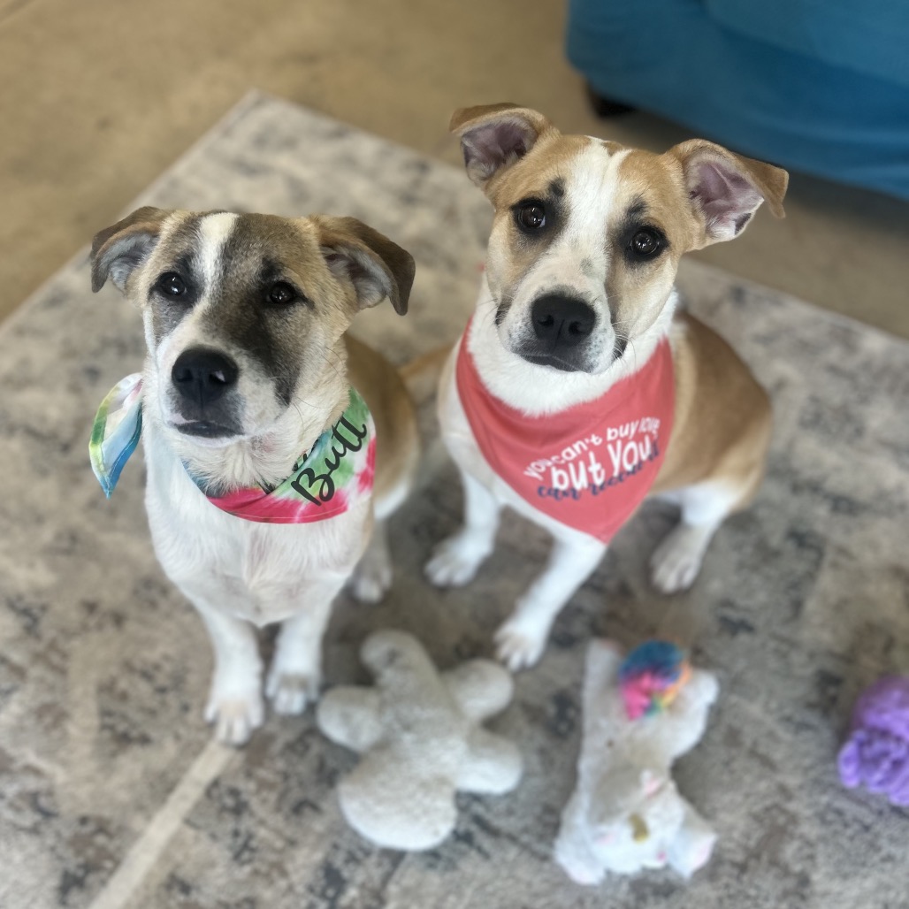 Creole — thumbnail 5