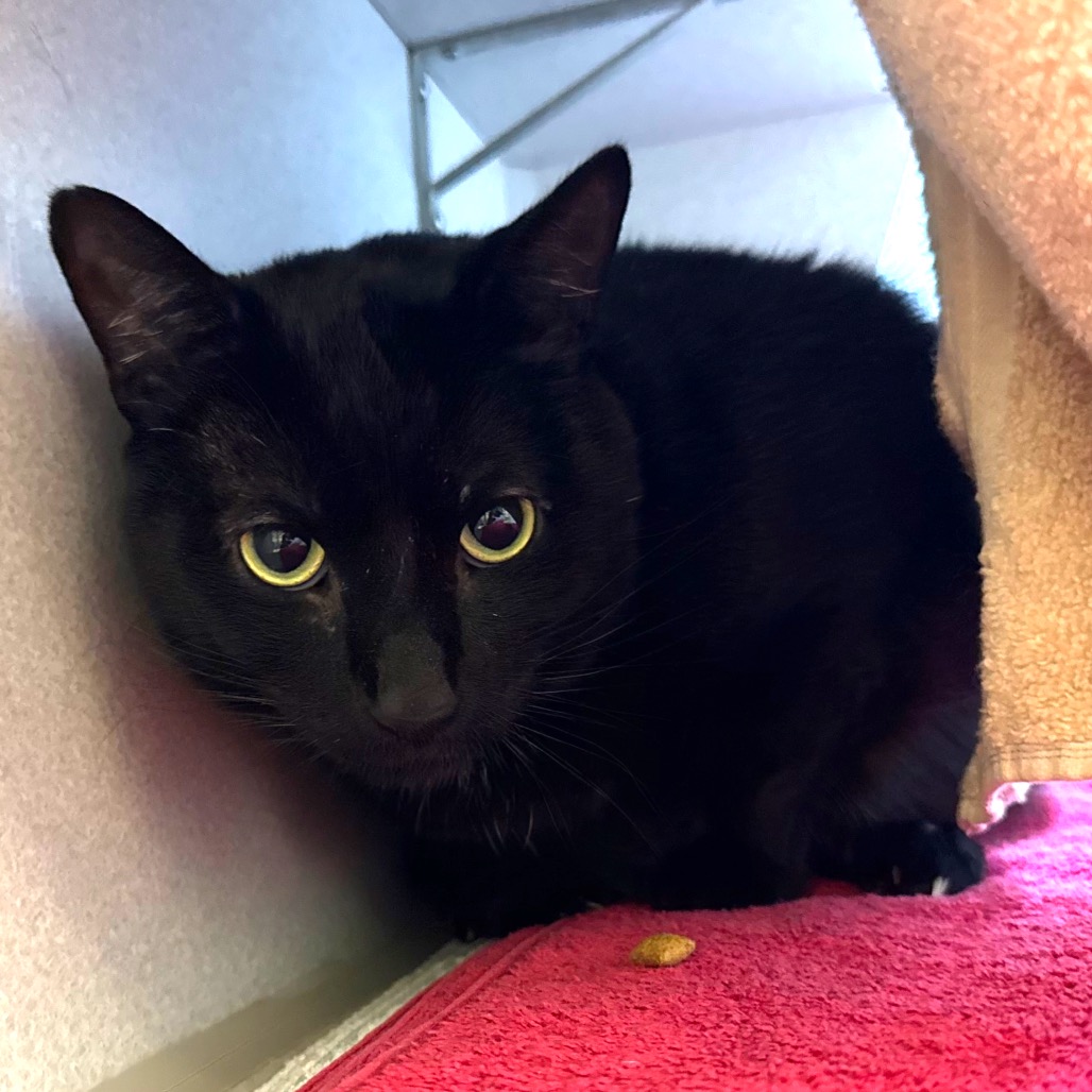 Photo of Shadow