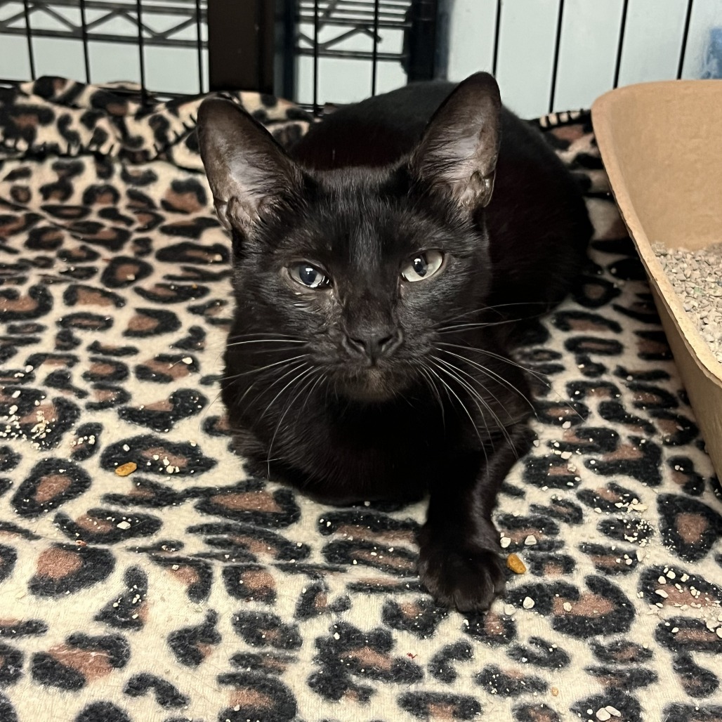 Boop — thumbnail 8