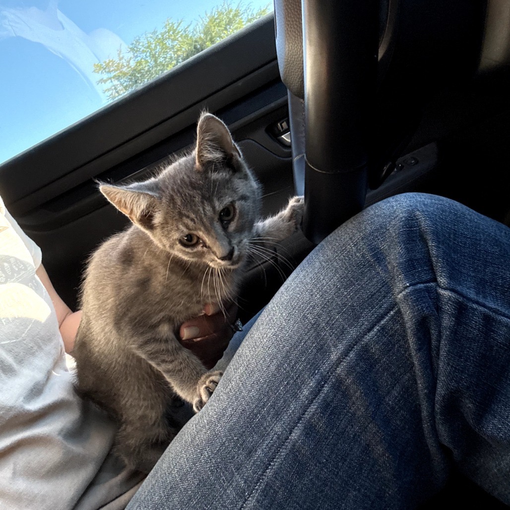 Penny, photo 8