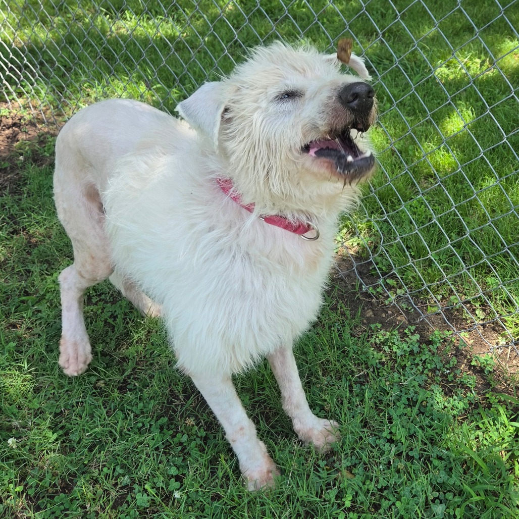 Shaggy photo 19