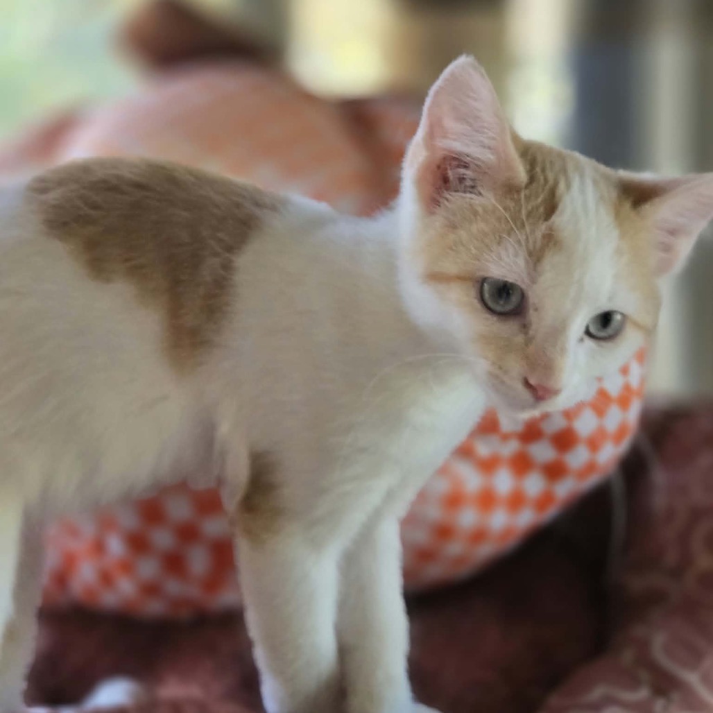 SQUID-AT PETSMART MADISON EAST - Domestic Shorthair available for adoption