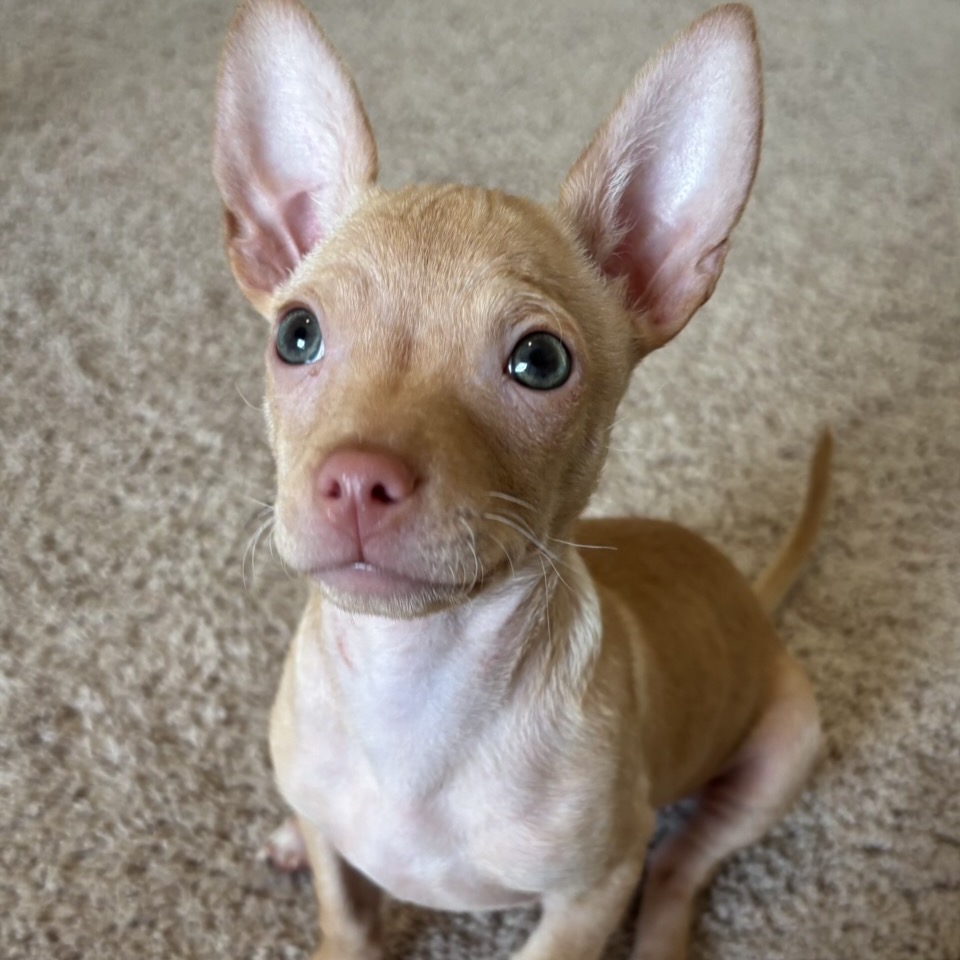 Hoka — thumbnail 4