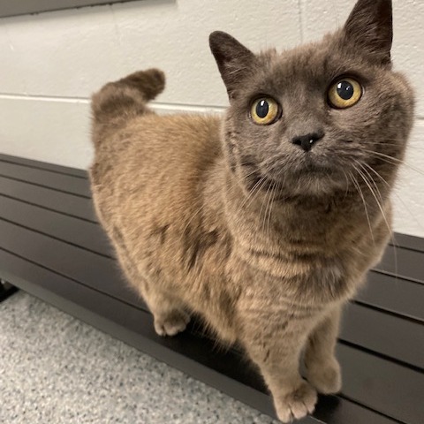 STARFIRE - Domestic Medium Hair available for adoption