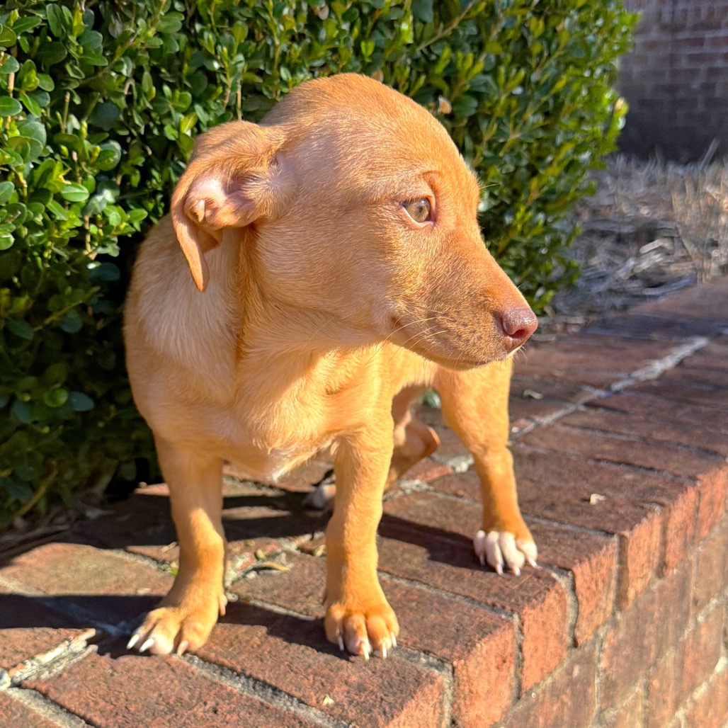 Calamari — thumbnail 5