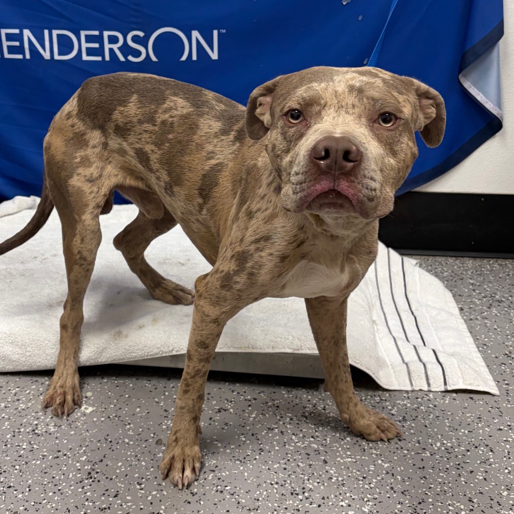 CAYDE - Terrier / American Pit Bull available for adoption