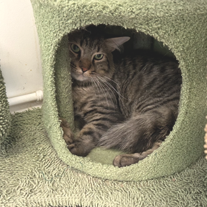 Bootsie the Cat