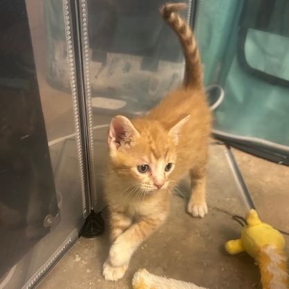 Conky: Male 4 Domestic Shorthair