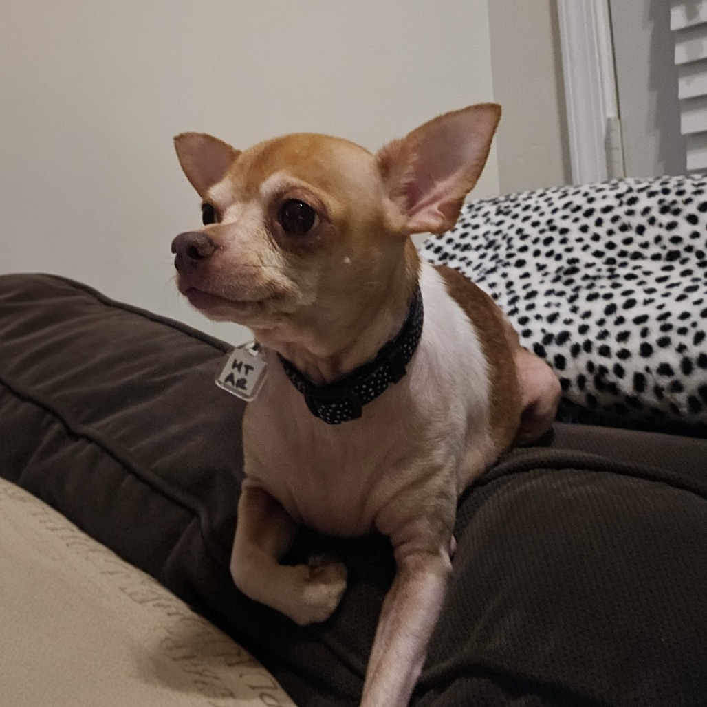 Dooley — thumbnail 2