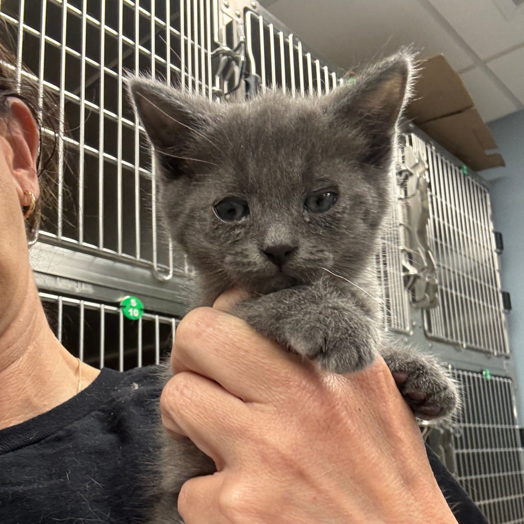 PRIDE - Domestic Shorthair available for adoption
