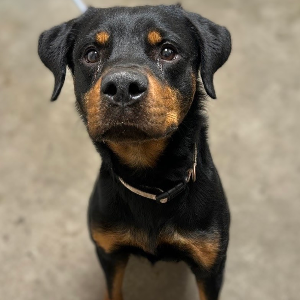 Photo of Hank 3