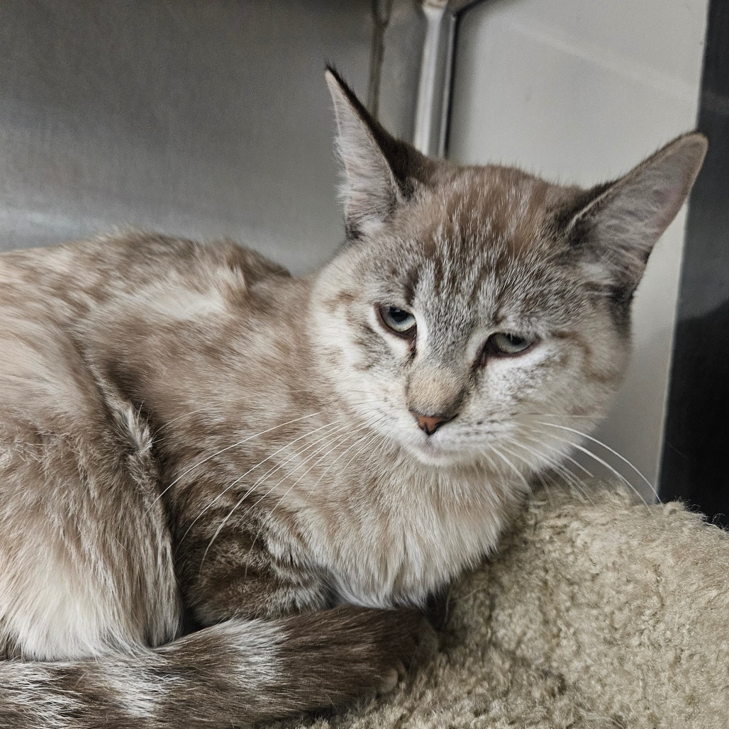 CHAI - Domestic Shorthair available for adoption