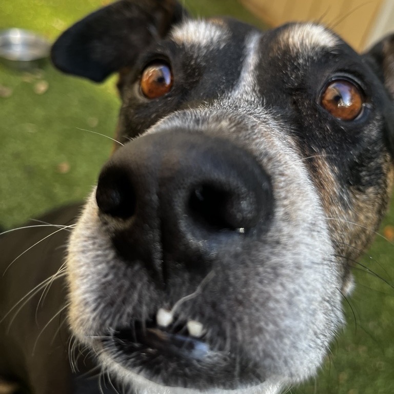 Mocha, photo 7