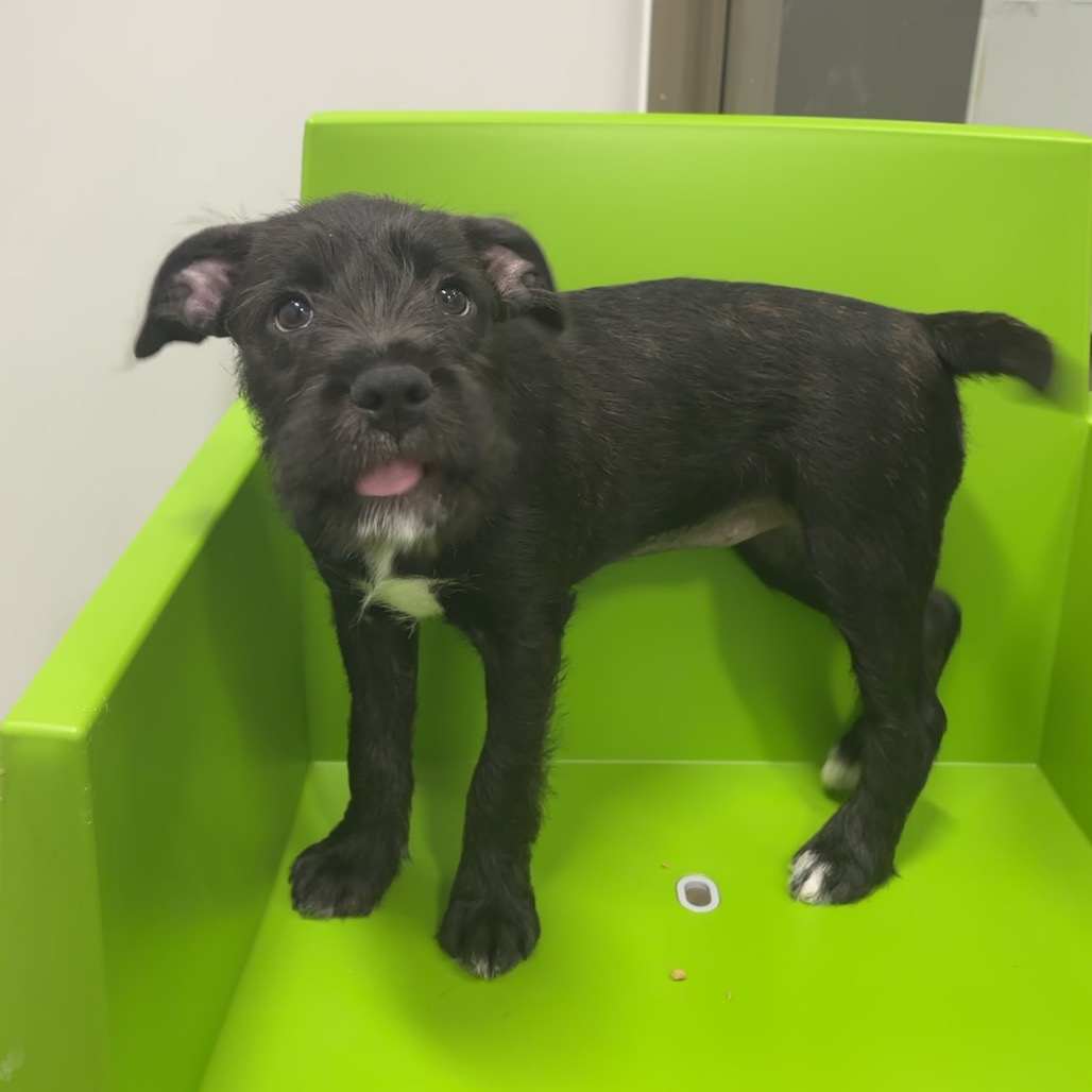 SQUIGGLE - Mixed Breed (Medium) available for adoption